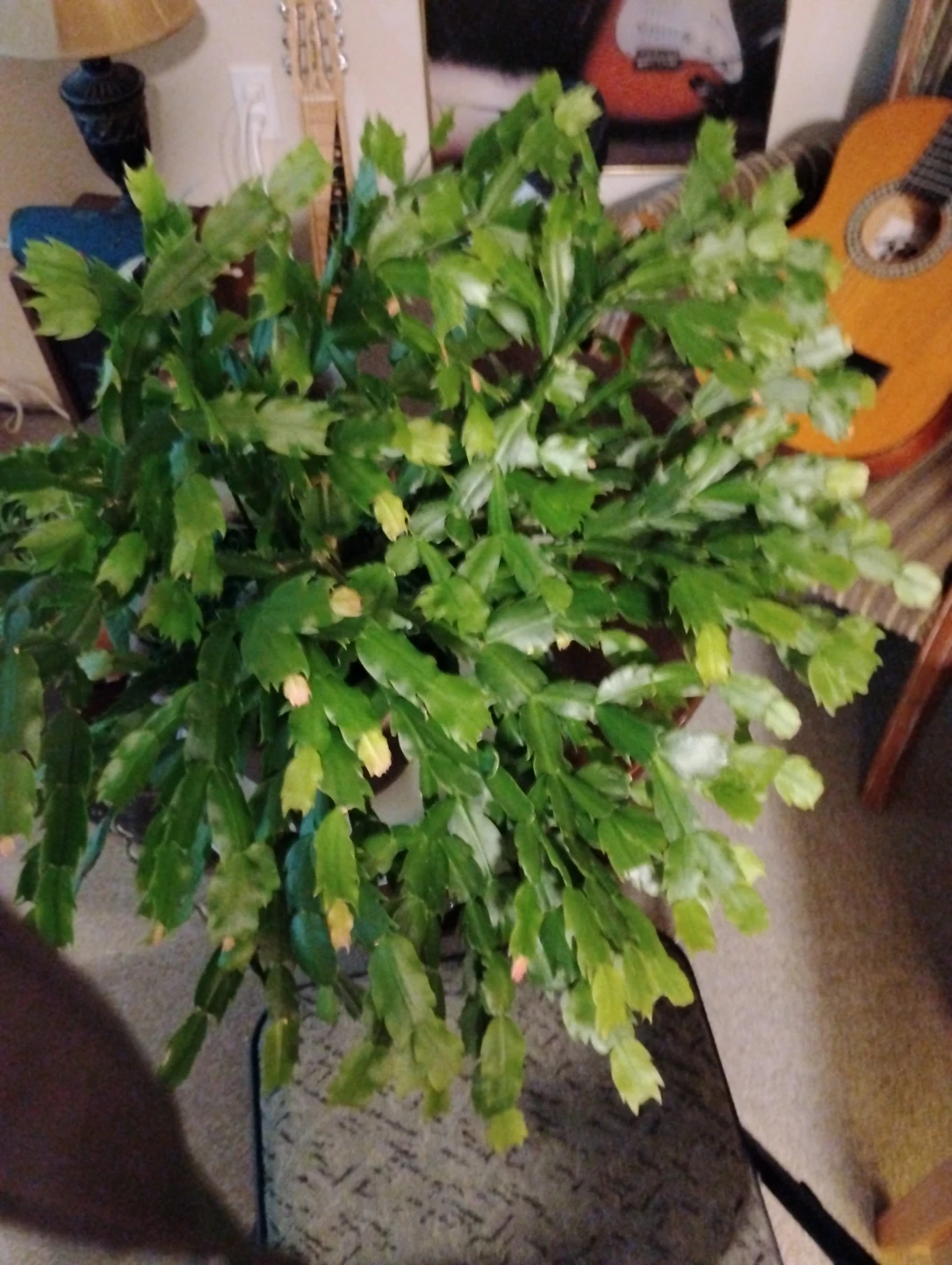 Plants