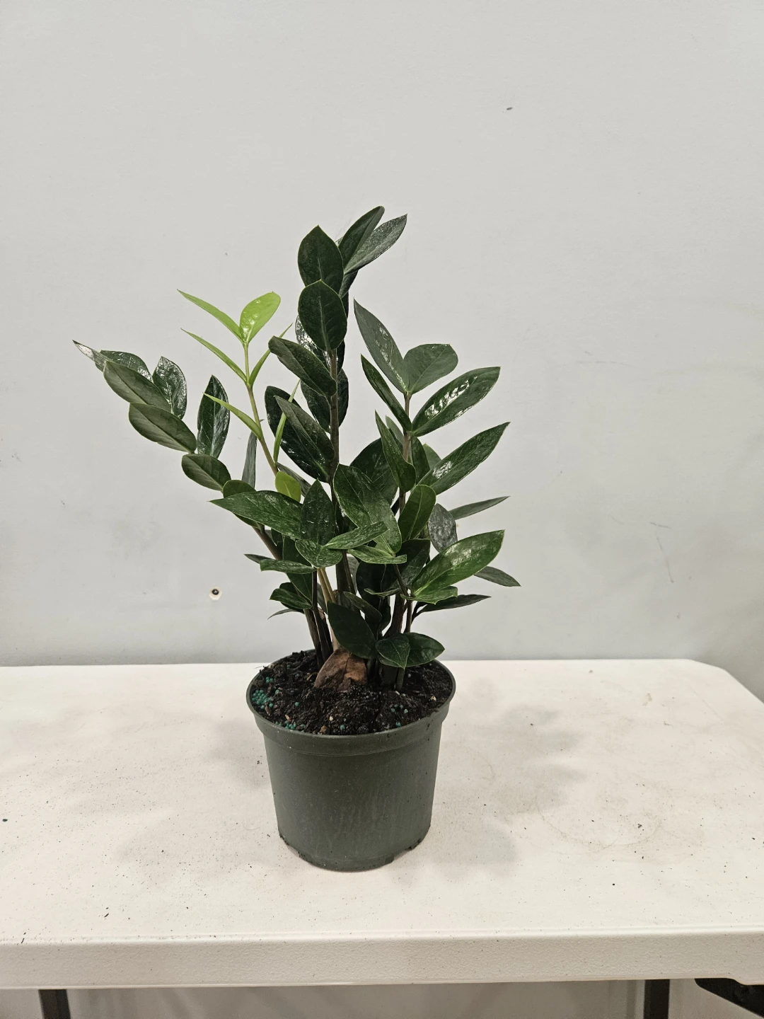 ZZ plants (comes in 6 inches Nursury pot, $22 each pot) - photo 2