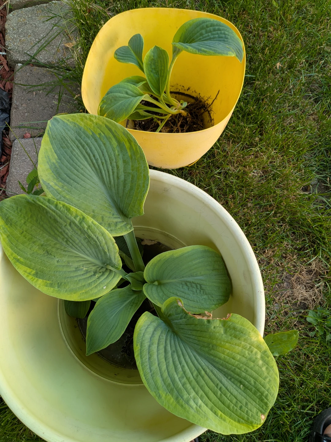Home & Garden