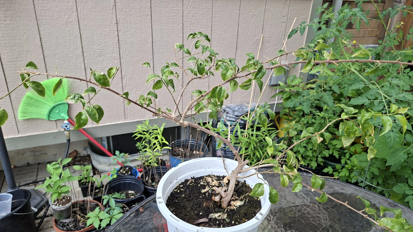 Bougainvillea Plant – Healthy & Established 🌸
