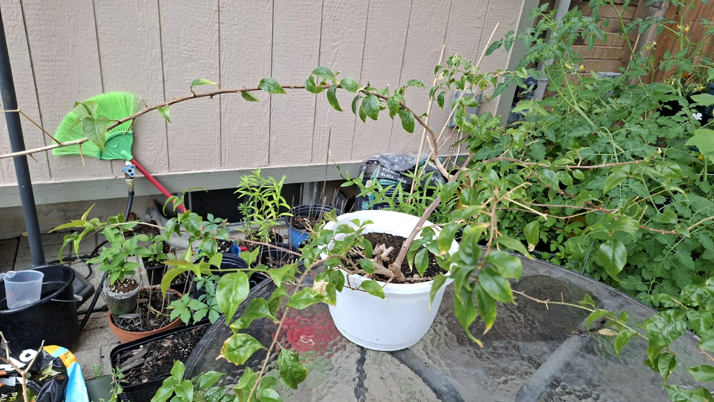 Bougainvillea Plant – Healthy & Established 🌸 - photo 2