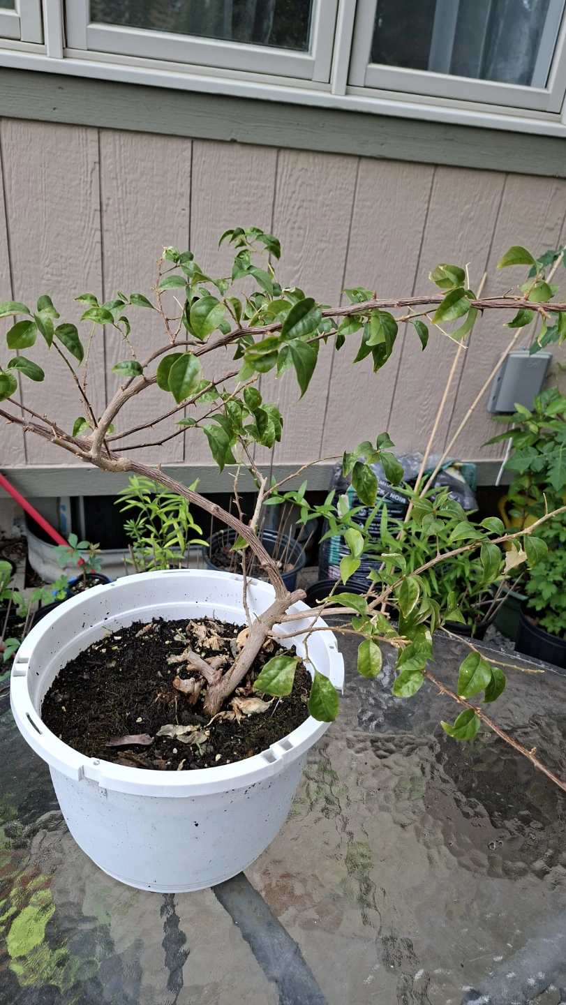 Bougainvillea Plant – Healthy & Established 🌸 - photo 3