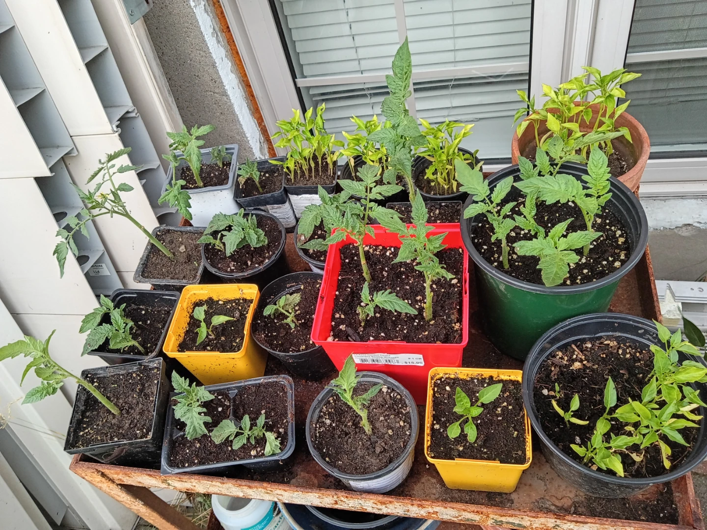 Rose Garden Tomato, sweet and spicy chilli Seedlings