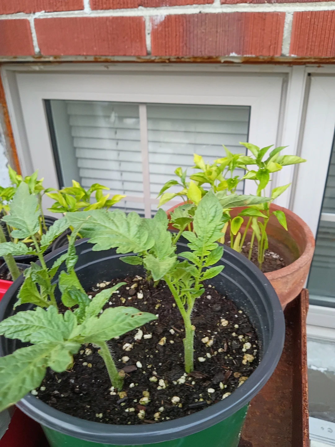 Rose Garden Tomato, sweet and spicy chilli Seedlings - photo 3