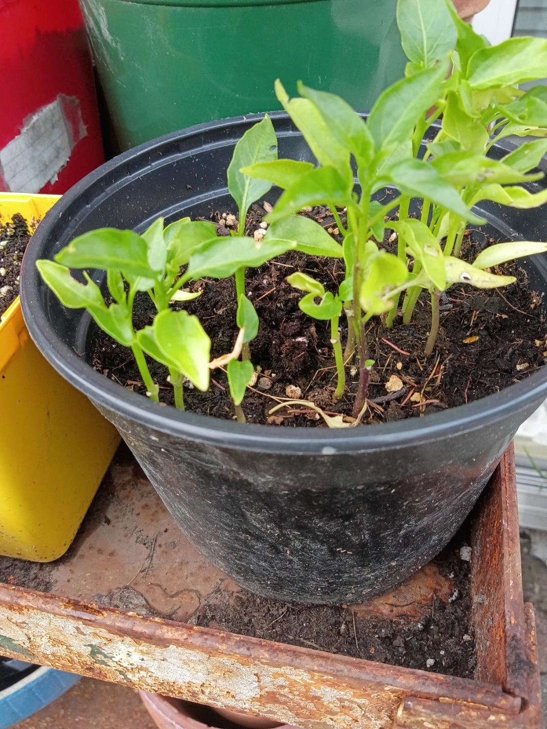 Rose Garden Tomato, sweet and spicy chilli Seedlings - photo 4