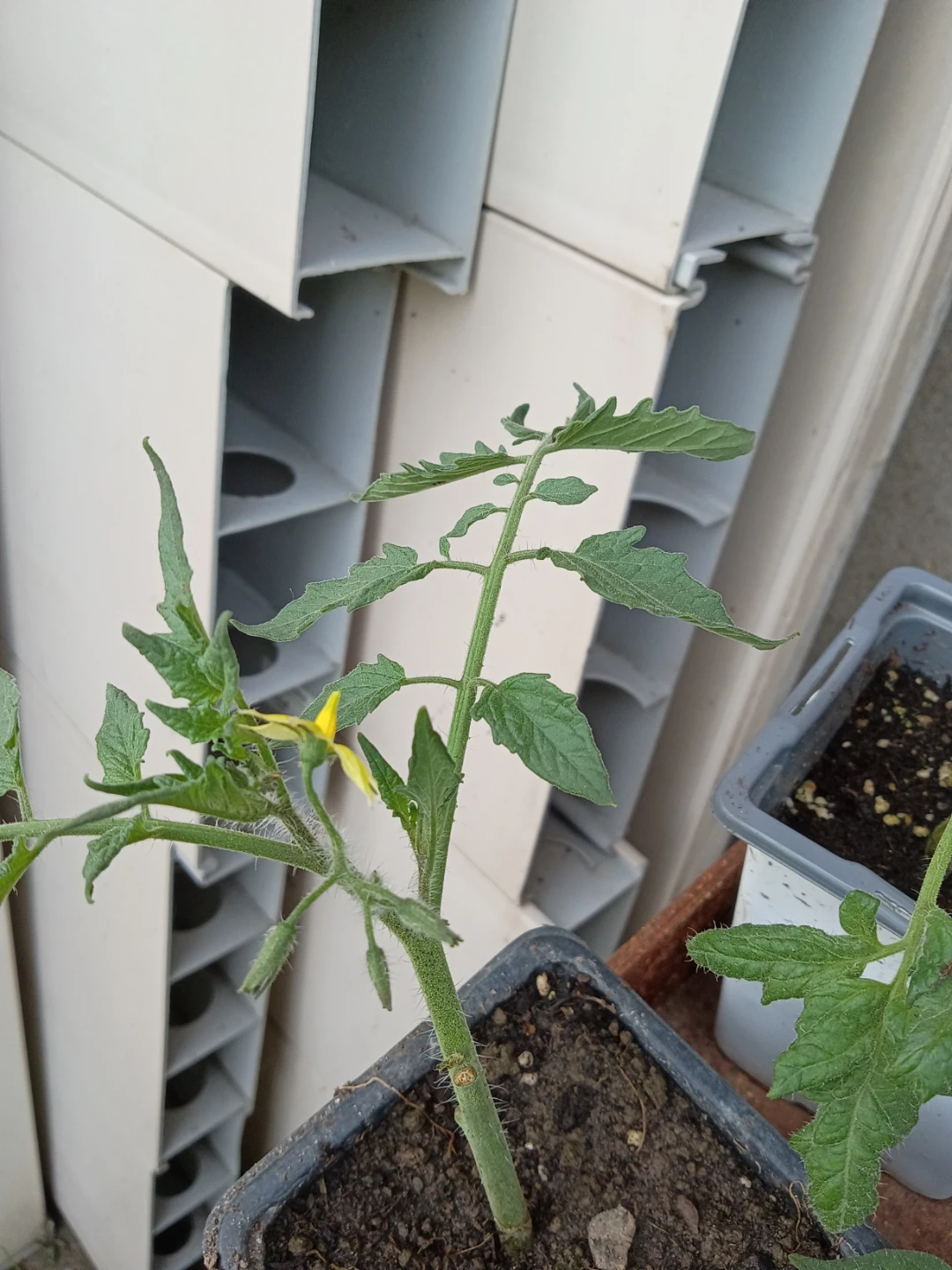 Rose Garden Tomato, sweet and spicy chilli Seedlings - photo 5