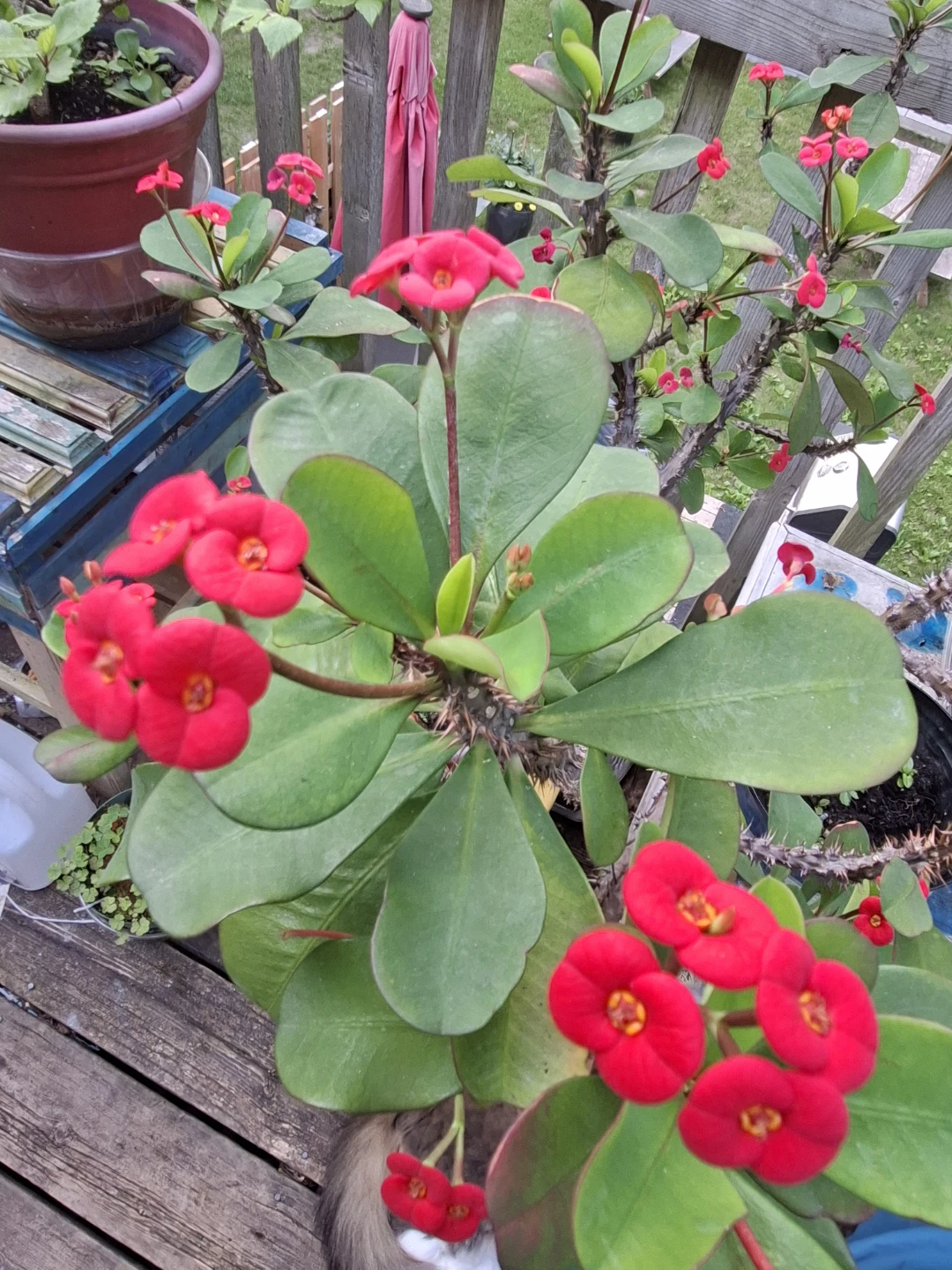 CROWN OF THORNS PLANT- JESUS PLANT - photo 5