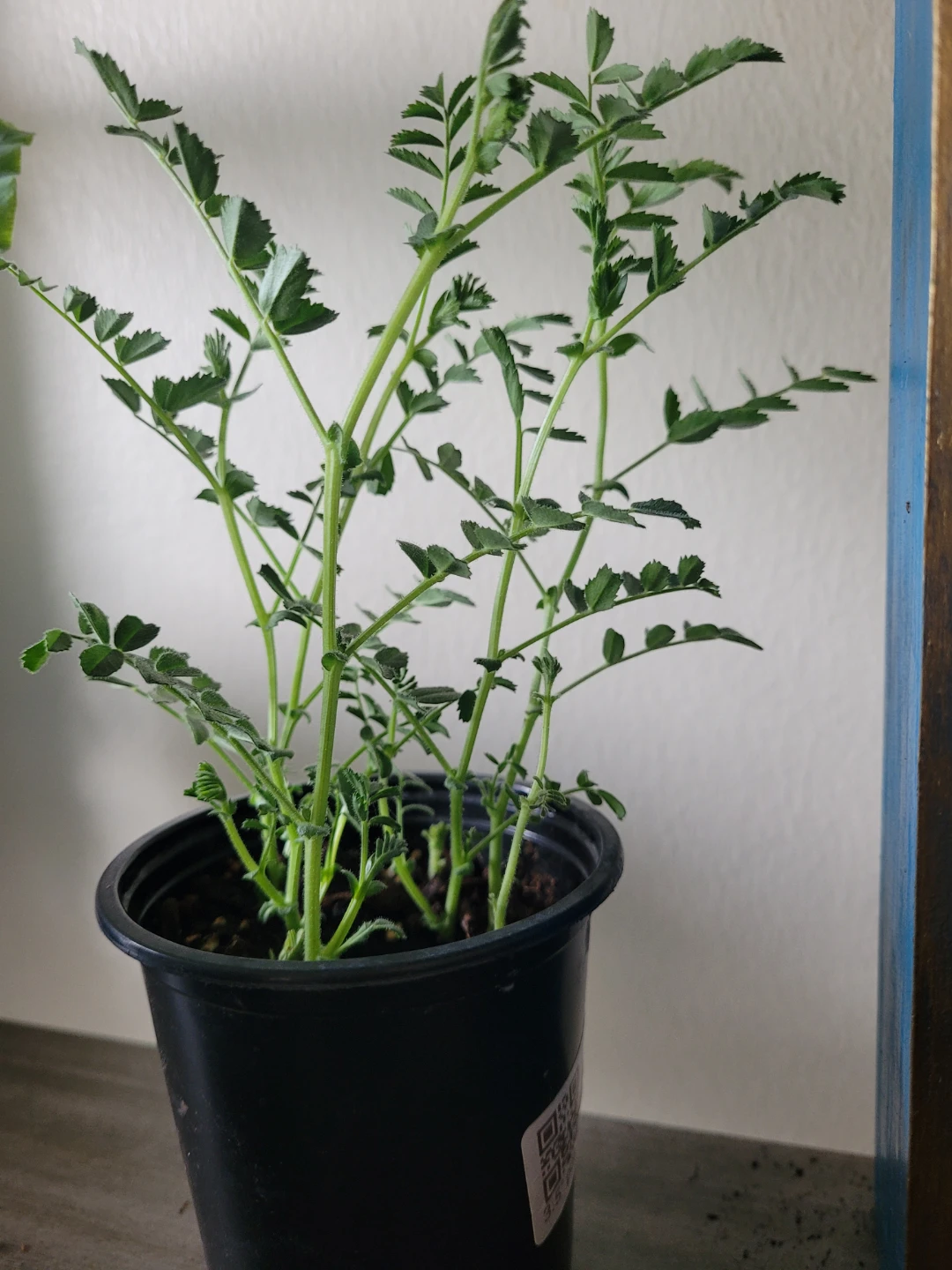Chickpea Plant in Pot