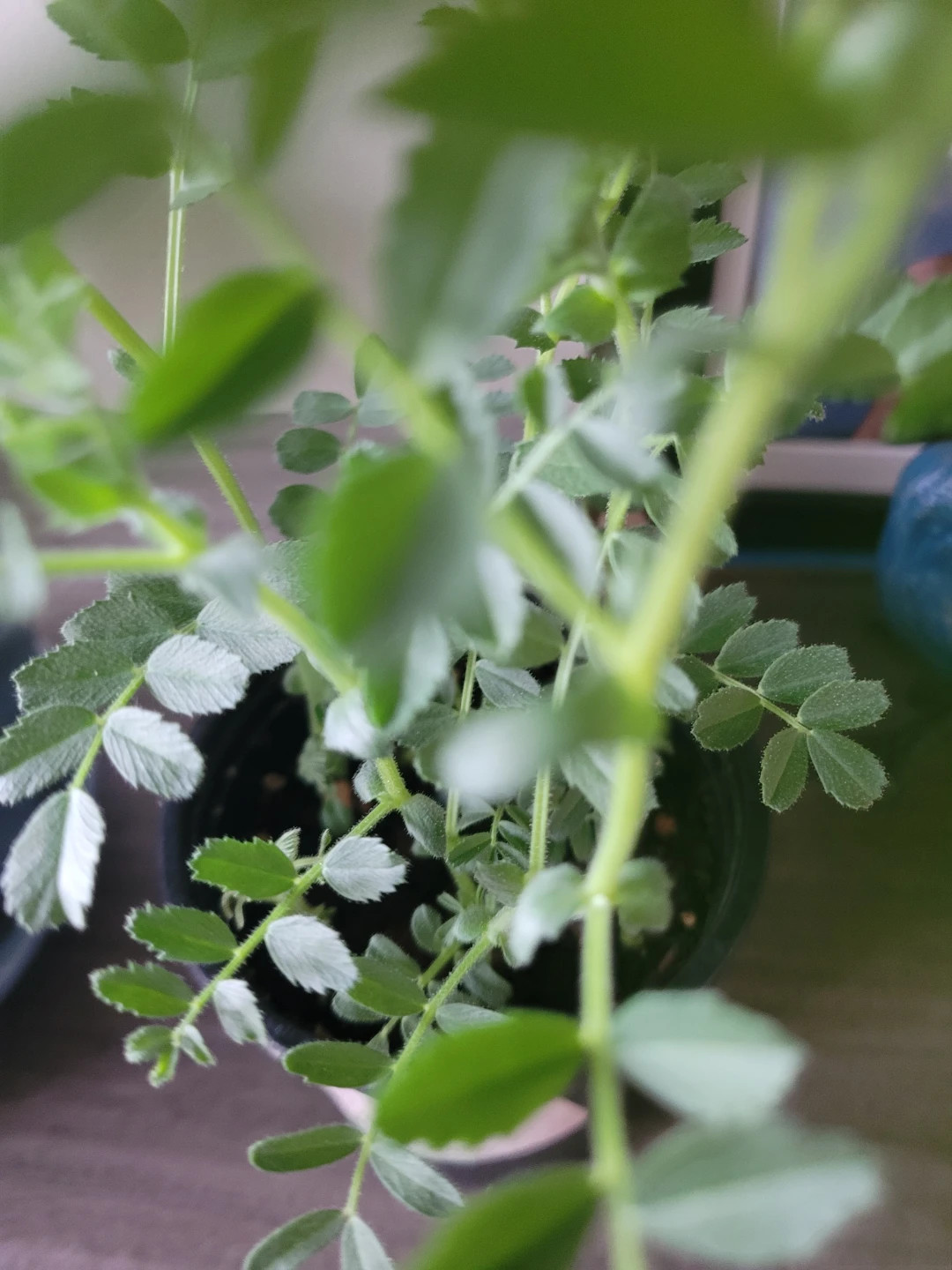 Chickpea Plant in Pot - photo 3
