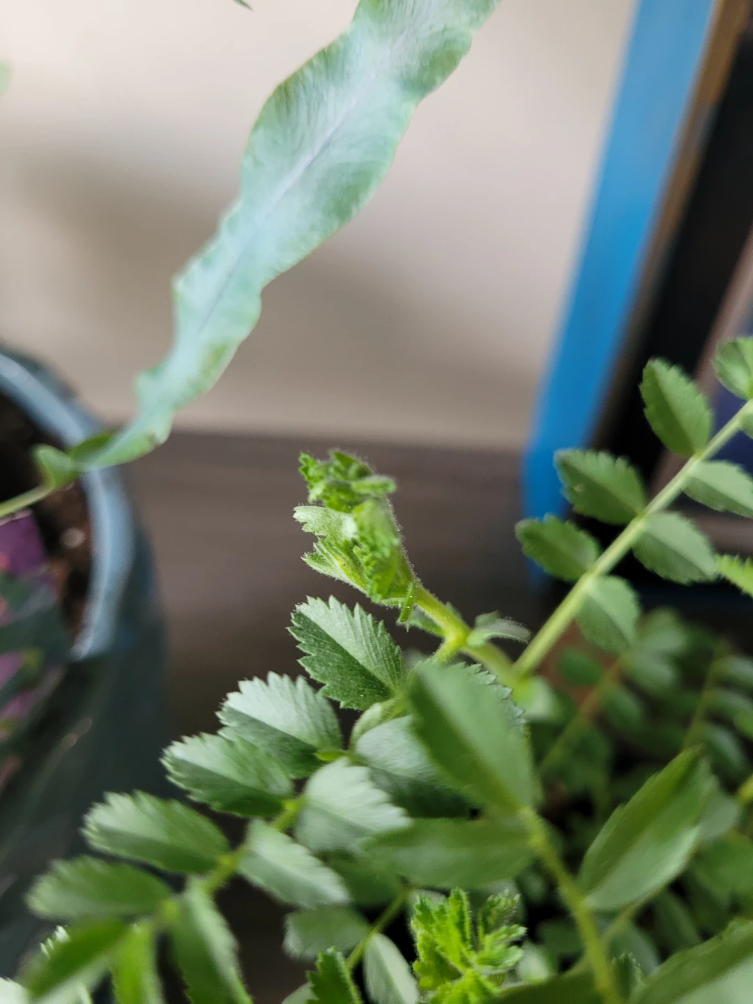 Chickpea Plant in Pot - photo 4