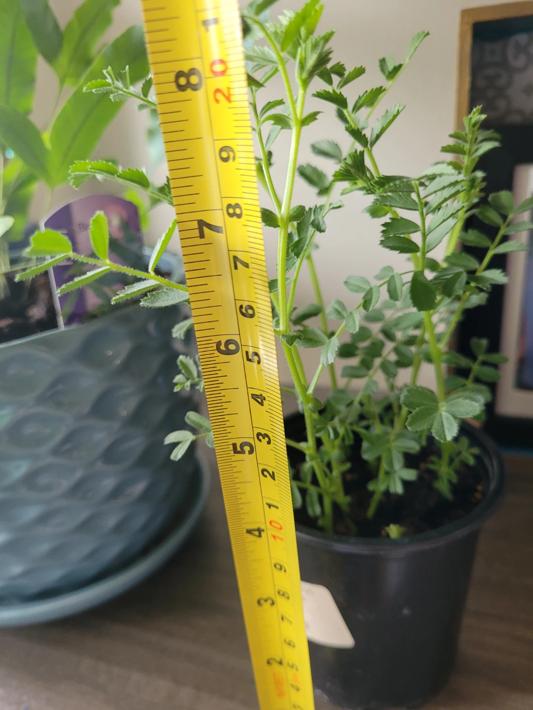 Chickpea Plant in Pot - photo 5