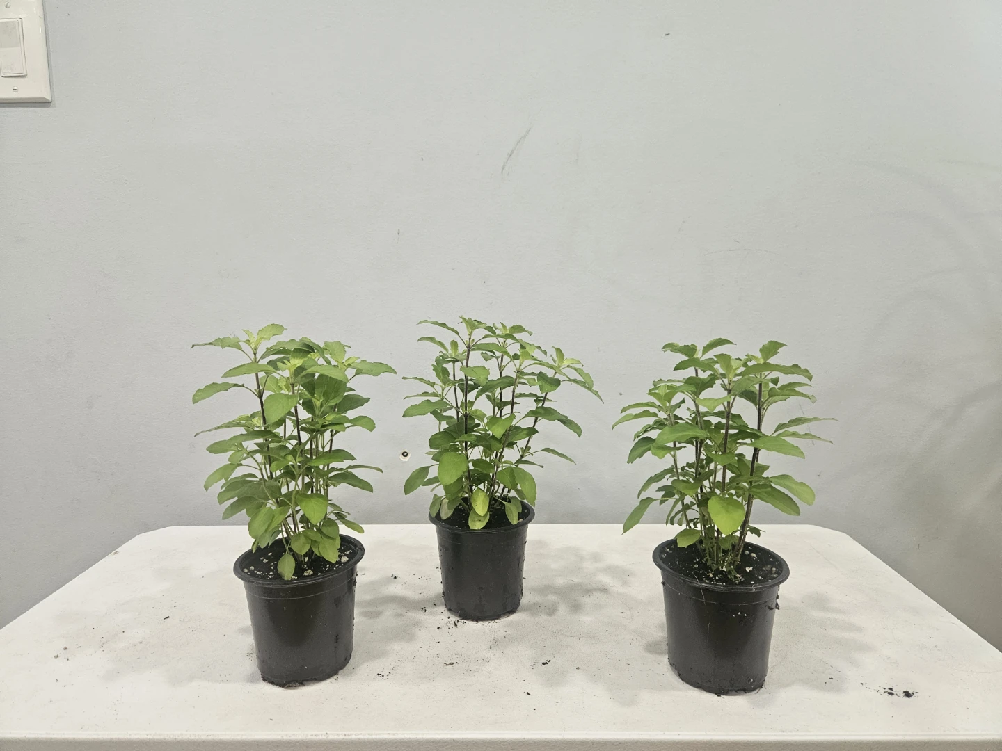 Tulsi Plants (Holy Basil) $6 each pot - photo 2
