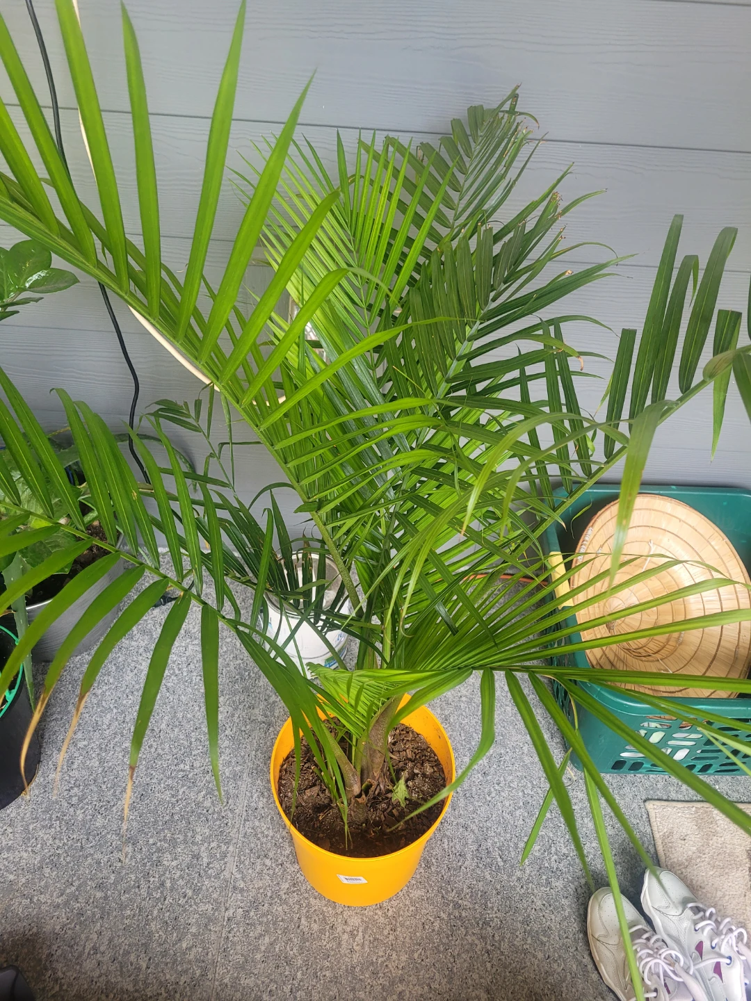 Potted Palm Plant tree