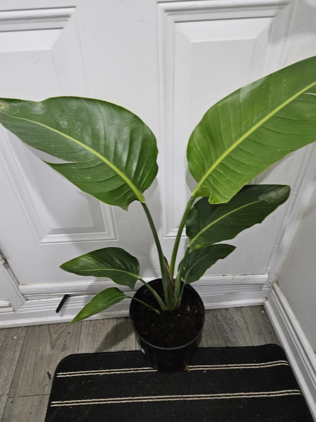 Bird of Paradise Plant