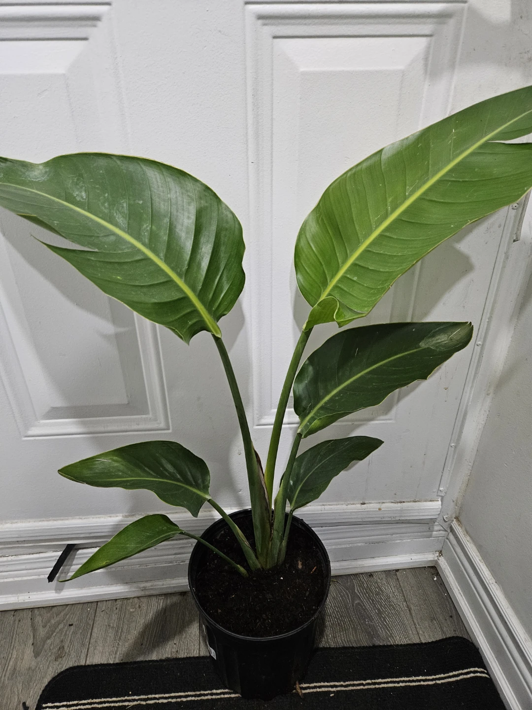 Bird of Paradise Plant - photo 2