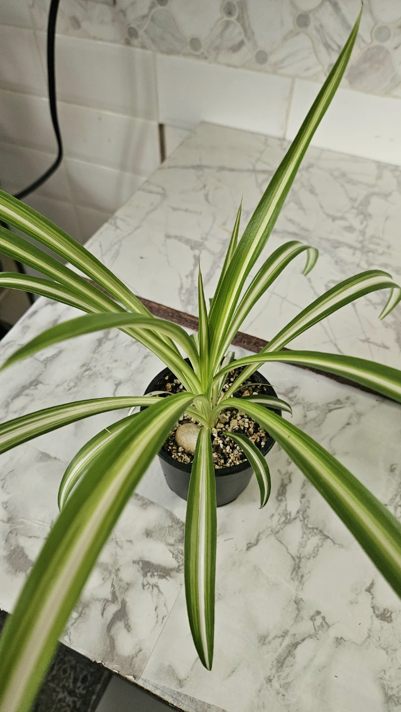 Spider Plant - photo 2
