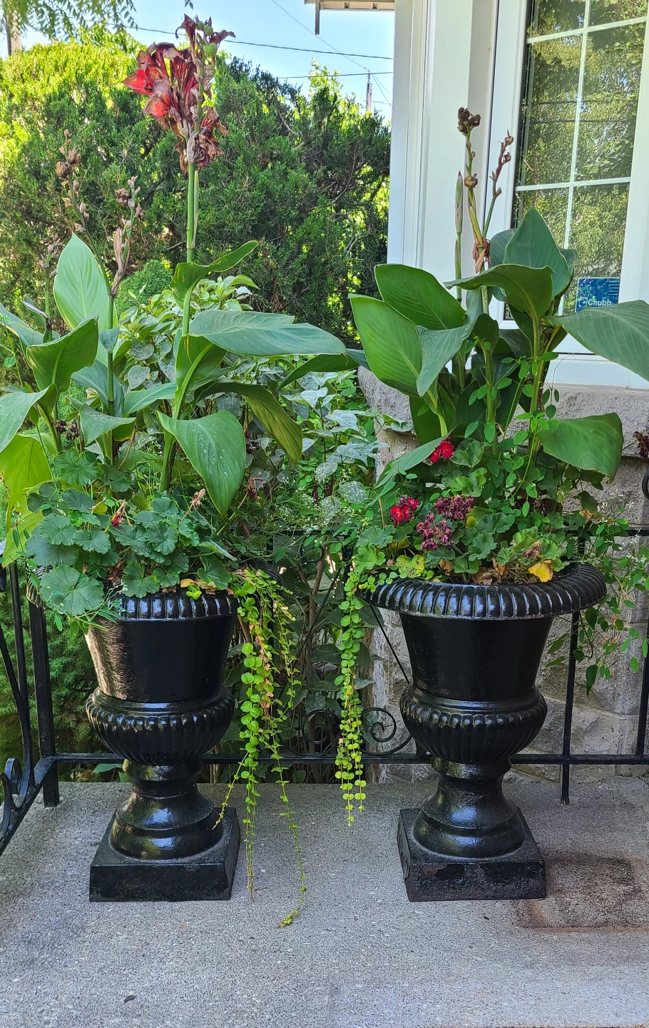 Set of Vintage Cast Iron Planters / Urns $180/Set with Plants