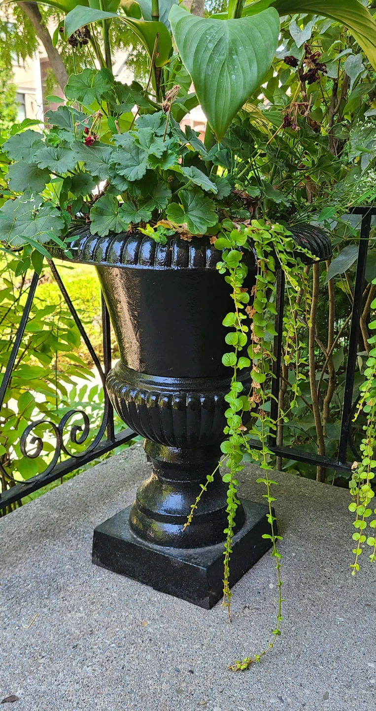 Set of Vintage Cast Iron Planters / Urns $180/Set with Plants - photo 3