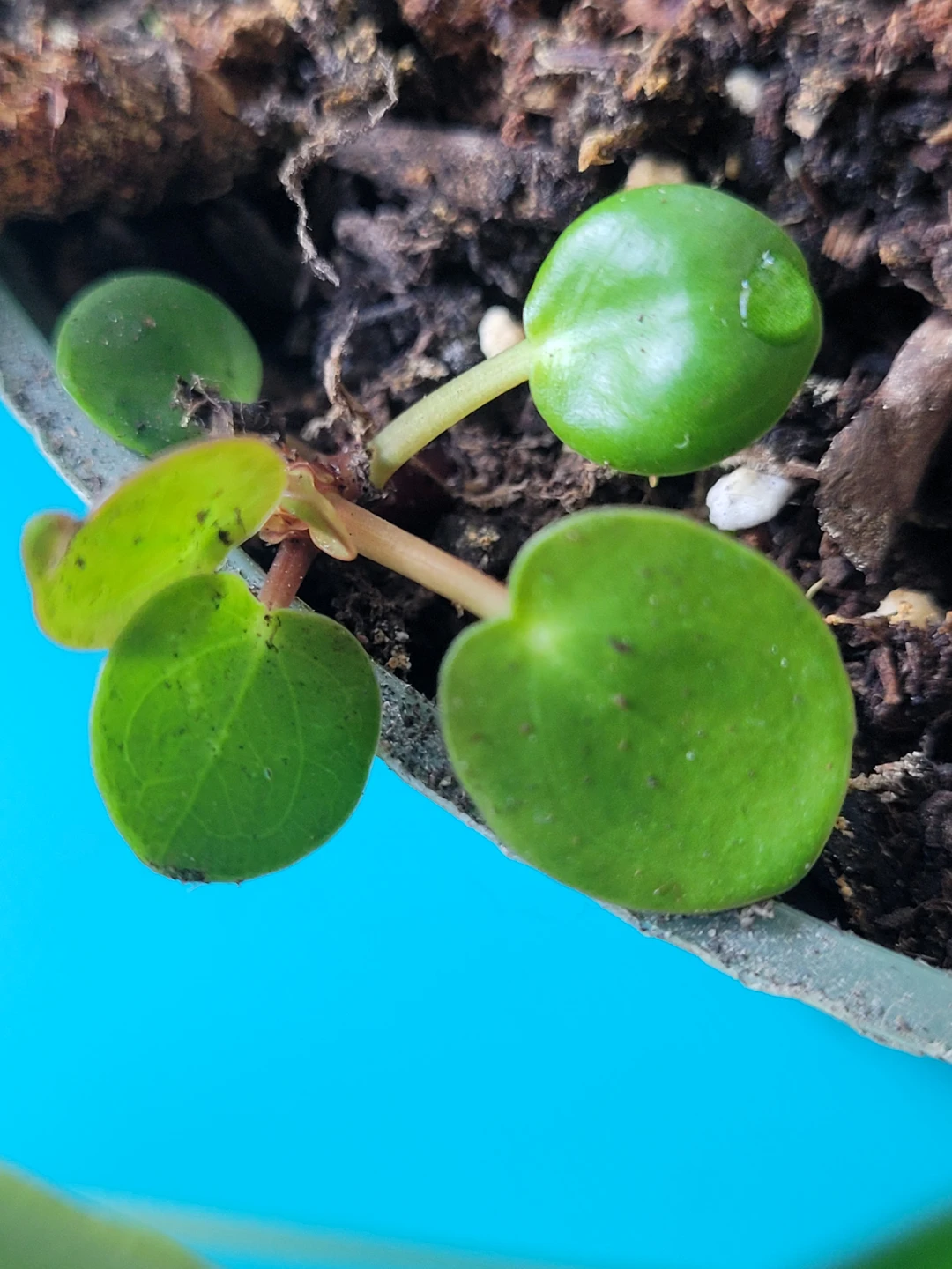 Pilea Peperomioides Plant - photo 4