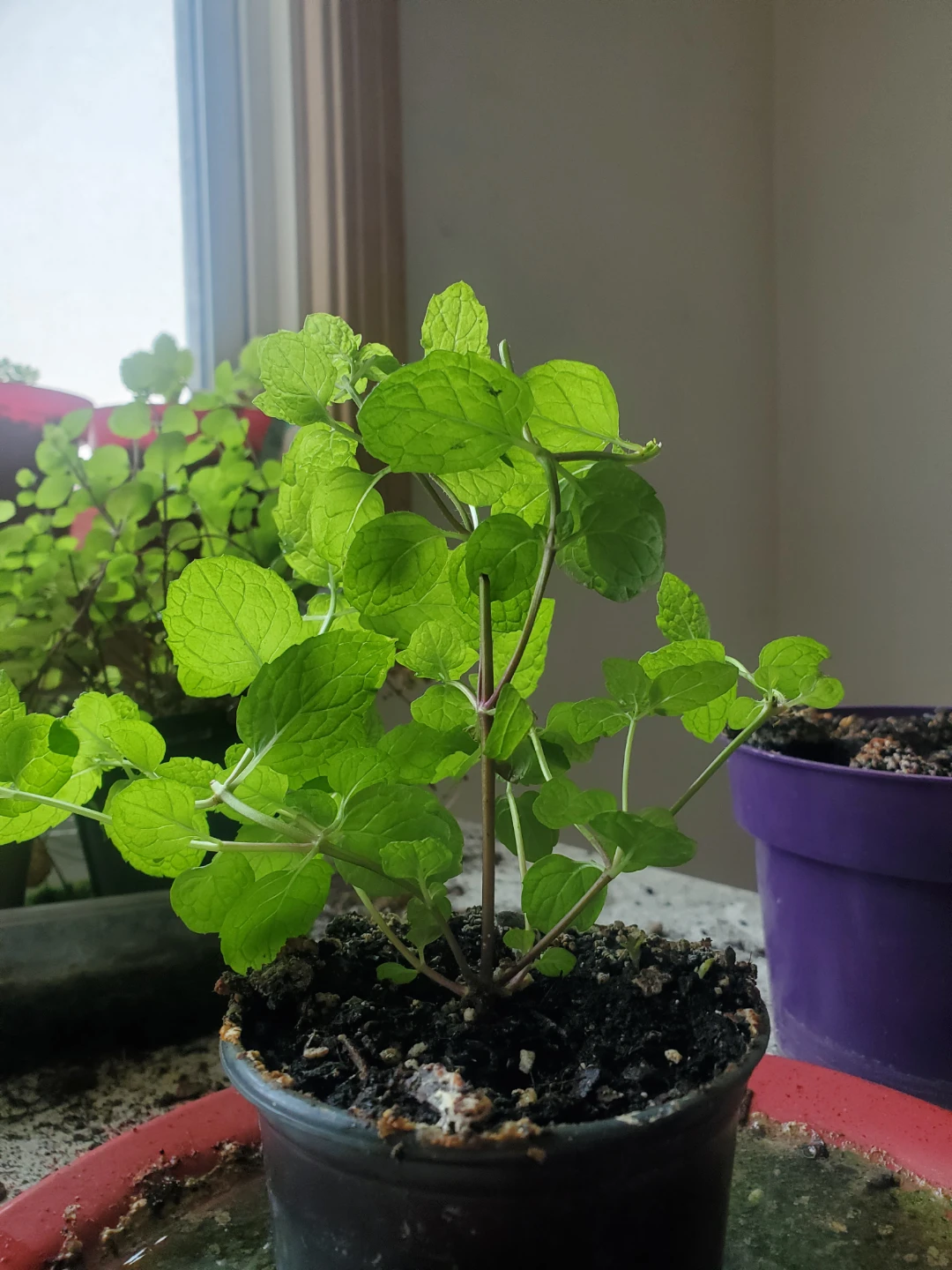 Healthy grown mint plant ($5)