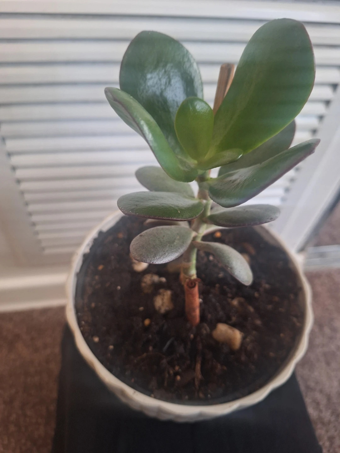 Jade Plant in White Textured Pot - photo 2