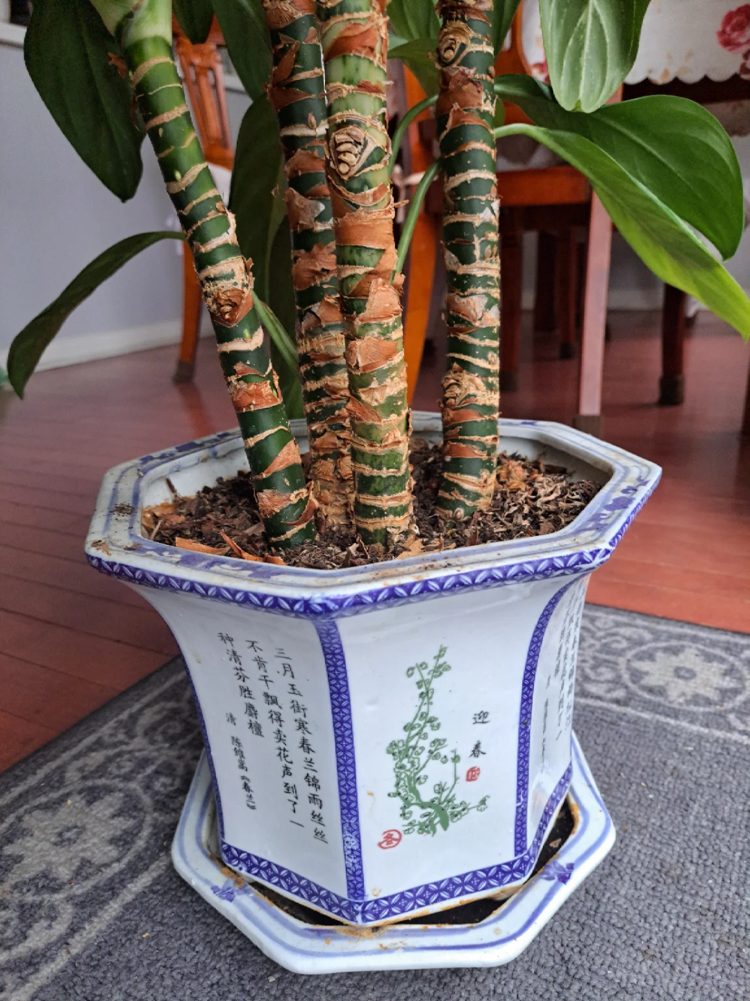 Chinese Evergreen Plant in Decorative Pot - photo 2