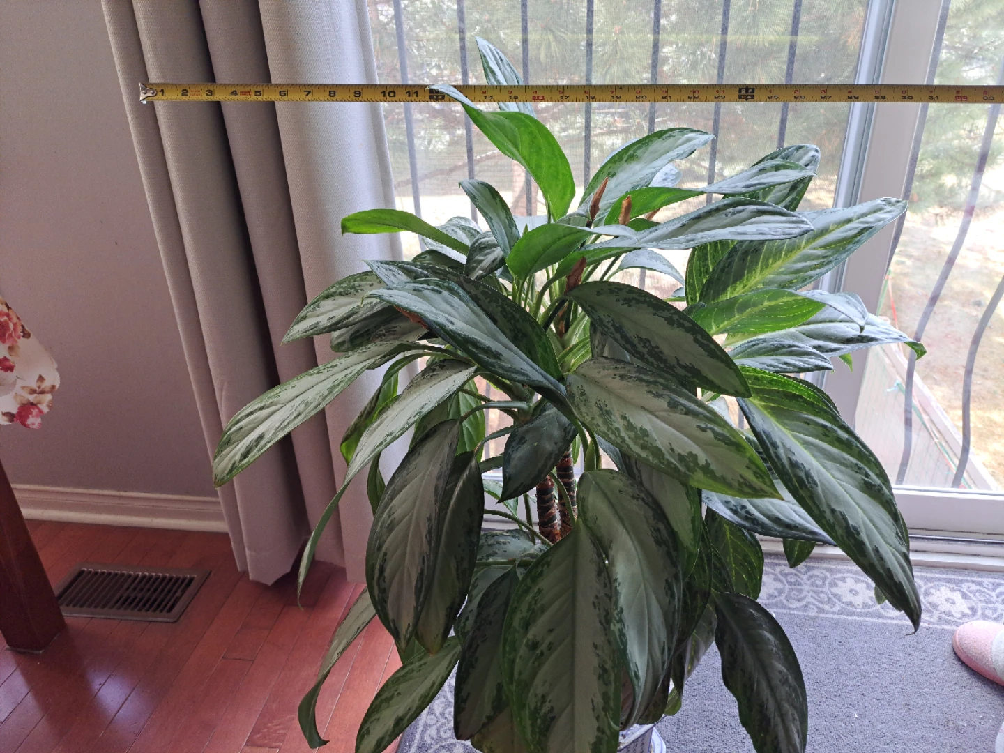 Chinese Evergreen Plant in Decorative Pot - photo 4