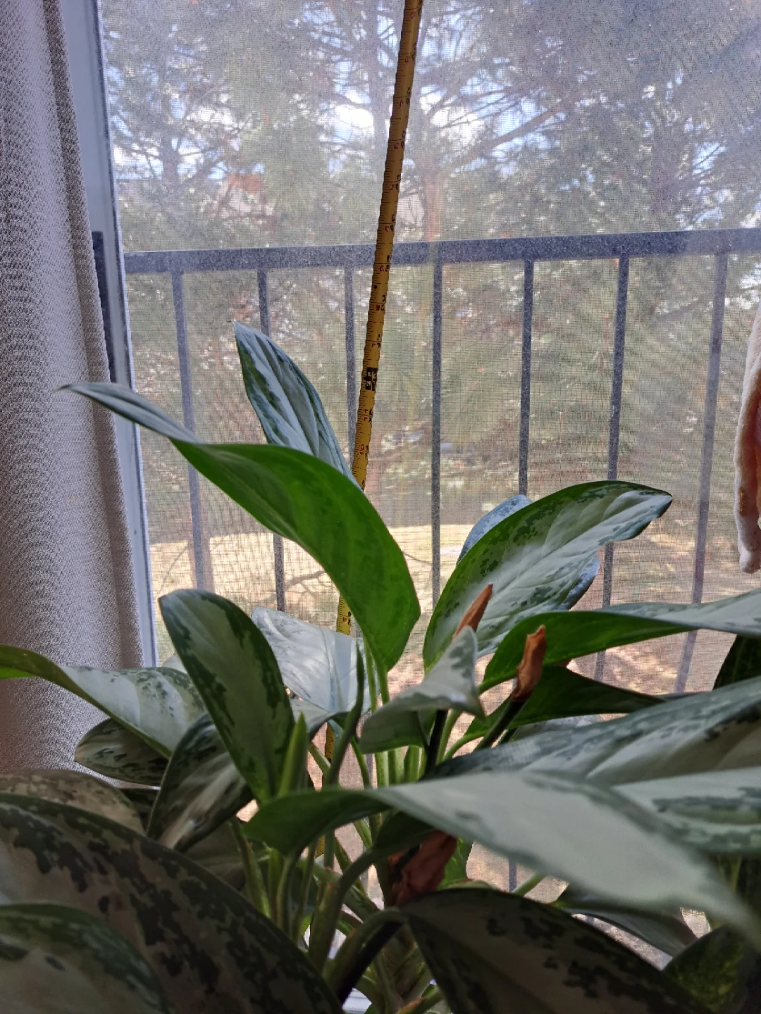Chinese Evergreen Plant in Decorative Pot - photo 5