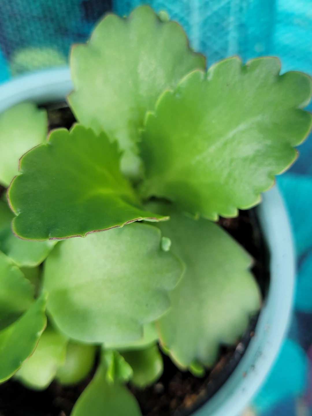 Small Succulent Plant in Light Blue Pot - photo 2