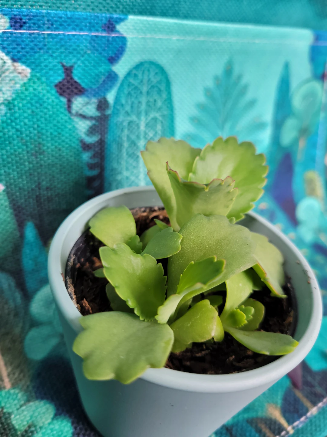 Small Succulent Plant in Light Blue Pot - photo 3