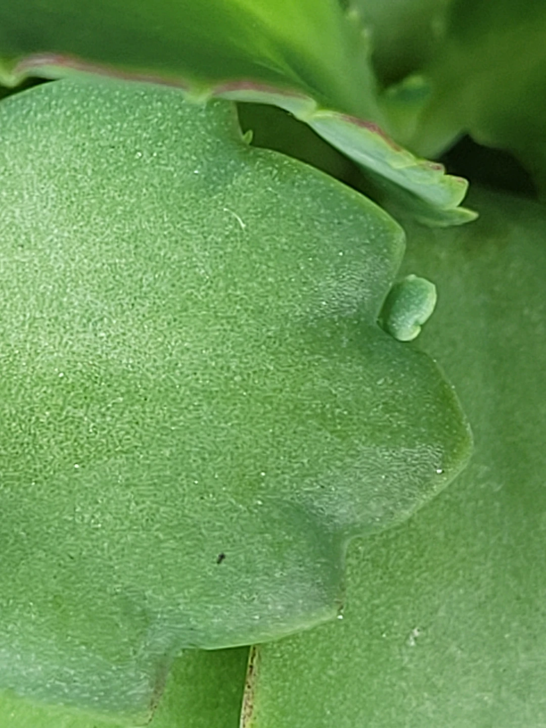 Small Succulent Plant in Light Blue Pot - photo 5