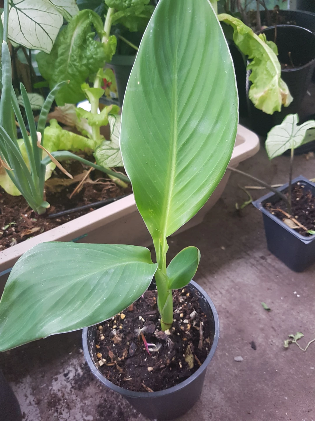 Canna Lily Plant in Pot