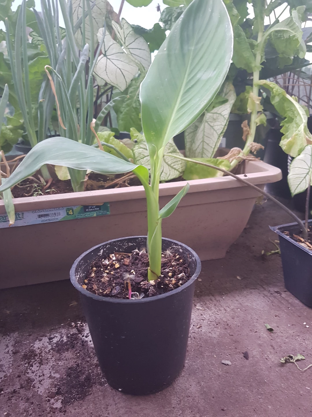 Canna Lily Plant in Pot - photo 3