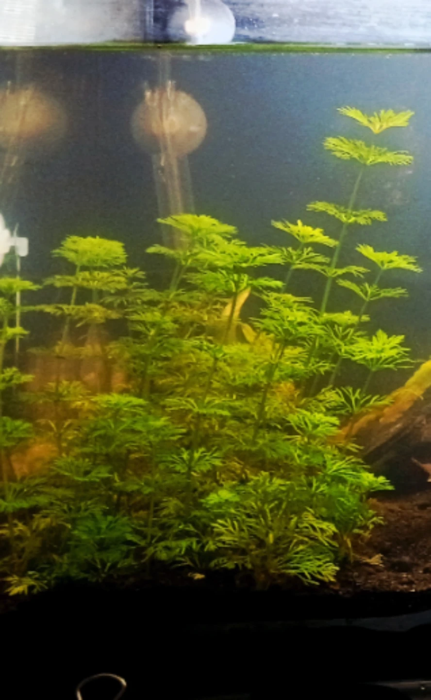 Aquatic Plant Cuttings - Limnophila sessiliflora (Ambulia) - photo 2