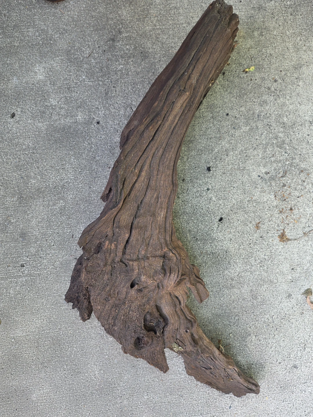 LARGE Natural Driftwood Piece - photo 2