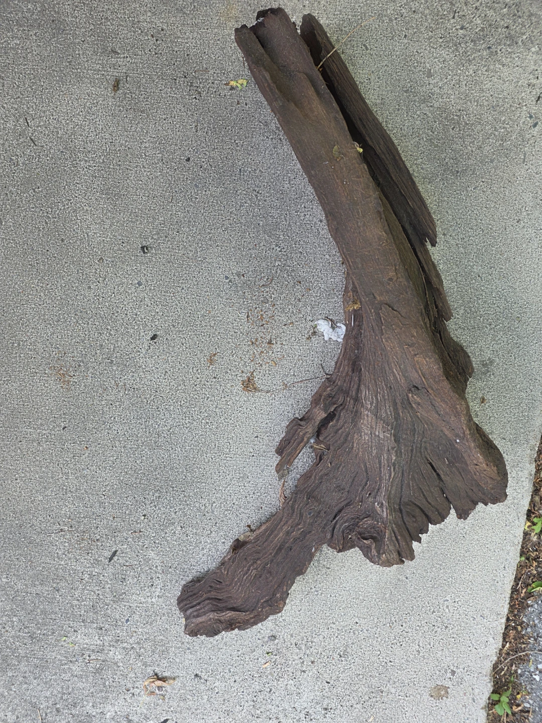 LARGE Natural Driftwood Piece - photo 3