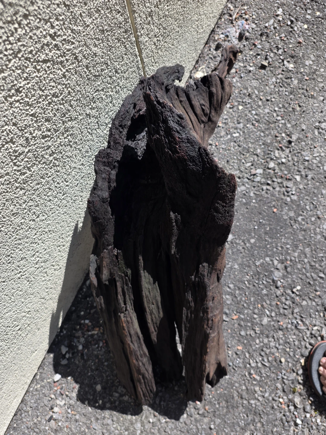 LARGE Natural Driftwood Piece - photo 4