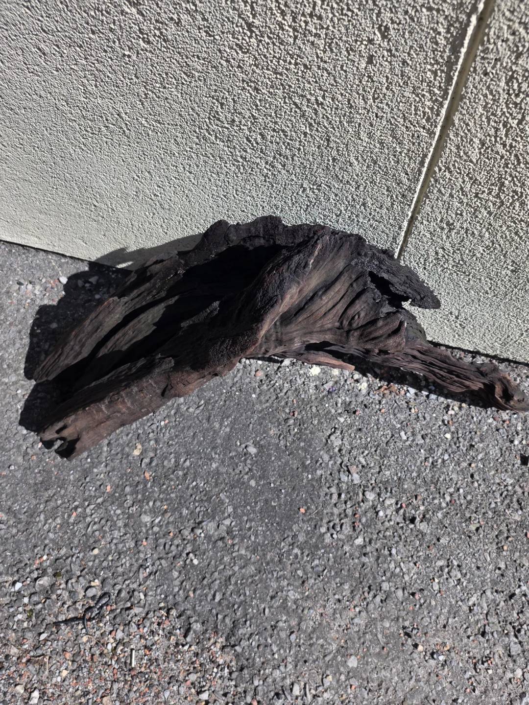 LARGE Natural Driftwood Piece - photo 5
