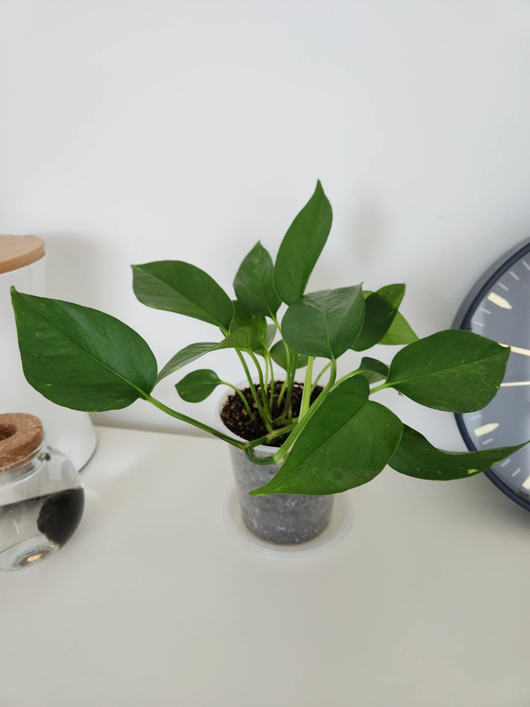 Pothos Plant
