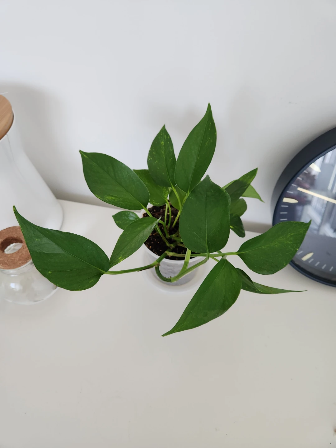 Pothos Plant - photo 2