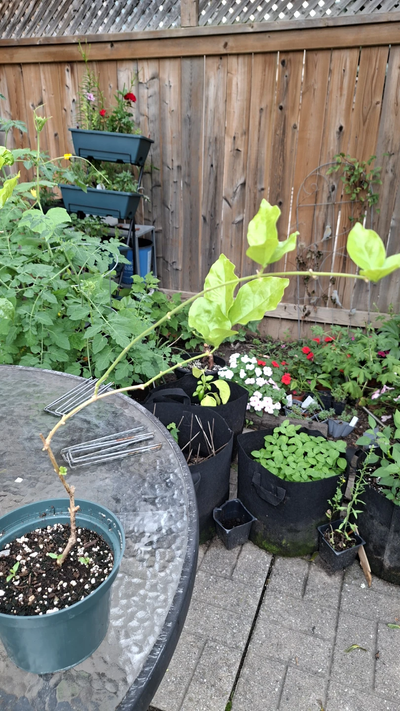 Belle of India Jasmine – Fragrant Plant 🌿🤍