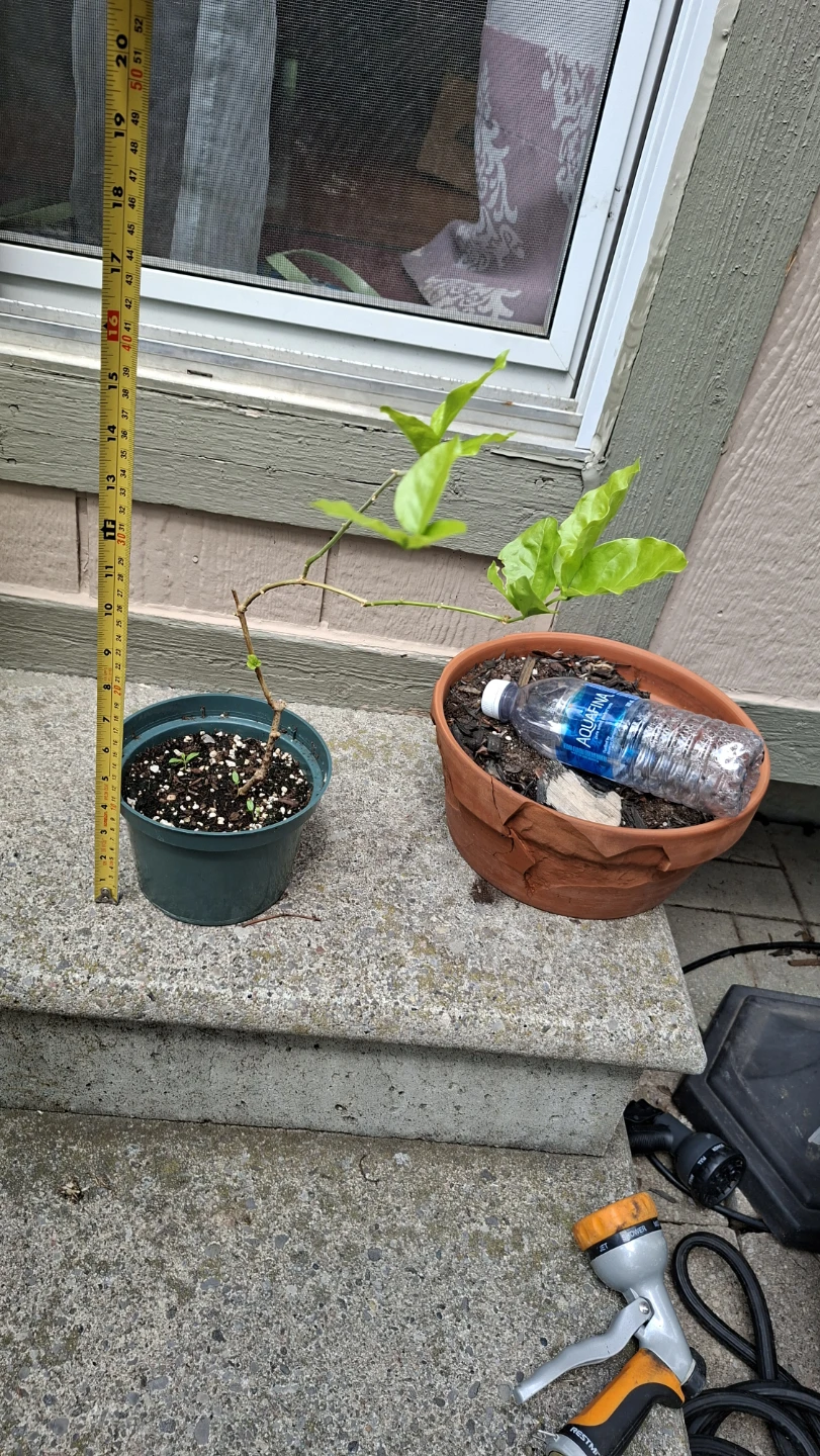 Belle of India Jasmine – Fragrant Plant 🌿🤍 - photo 2