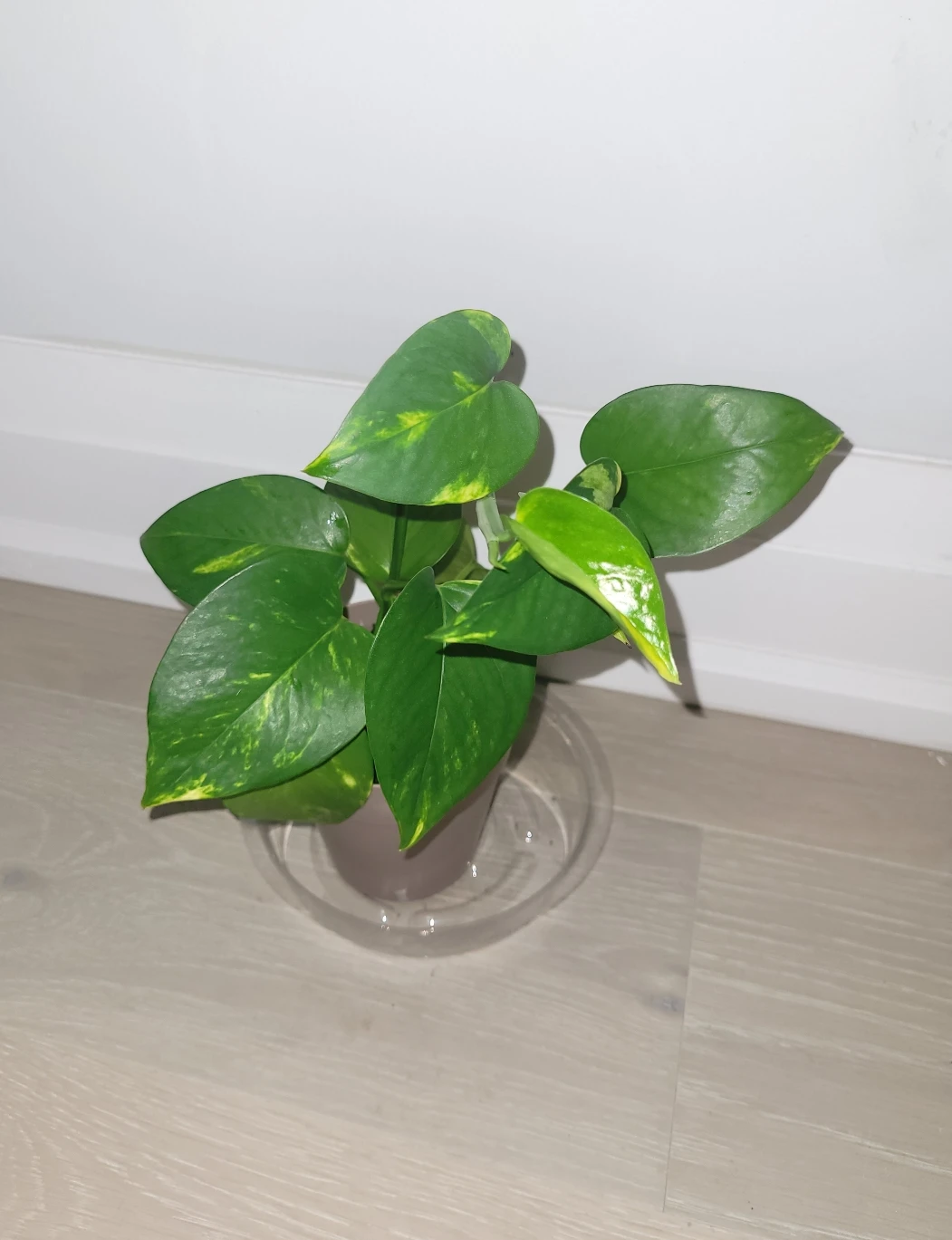 Golden Pothos