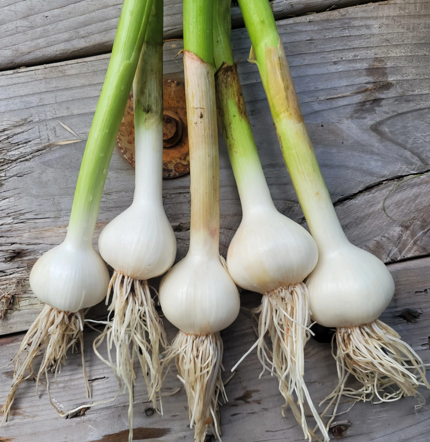 Organic uncured Music garlic