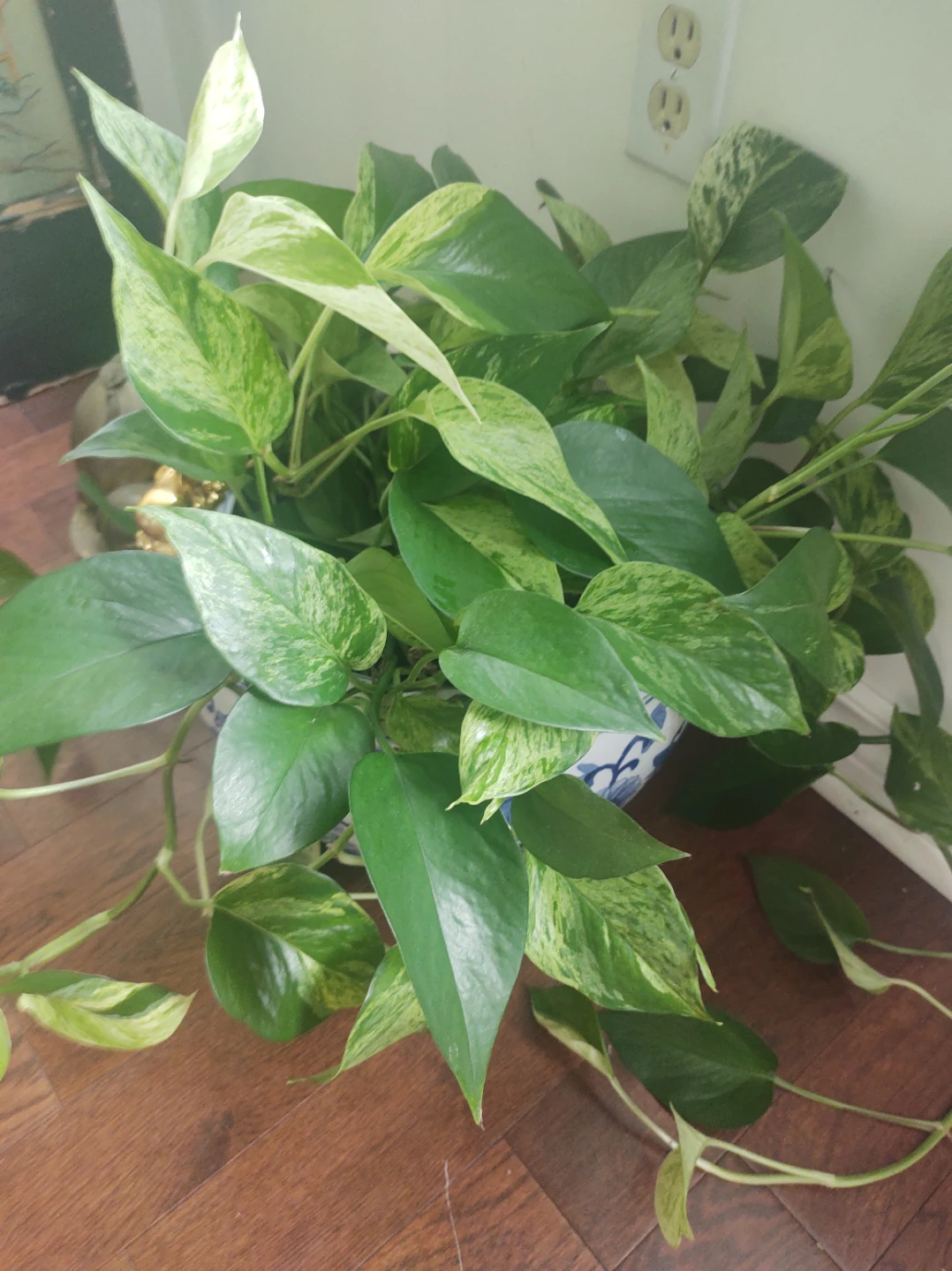 Pothos Plant or money plant 💰 ☘️