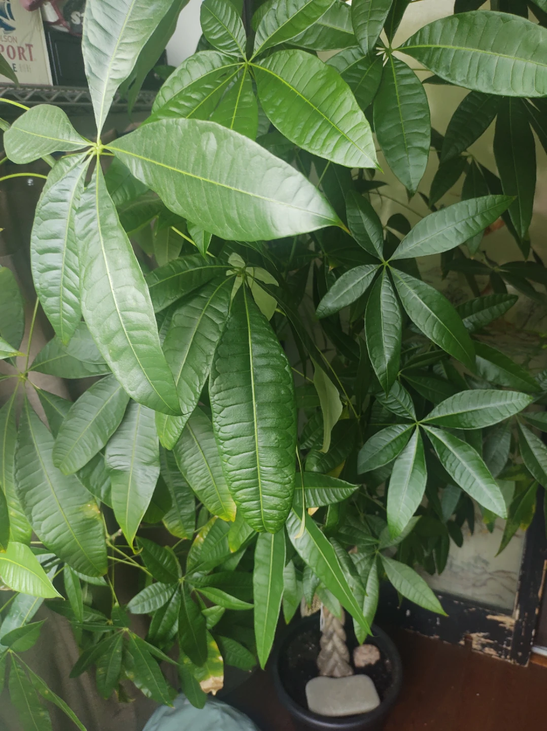 Pothos Plant or money plant 💰 ☘️ - photo 2