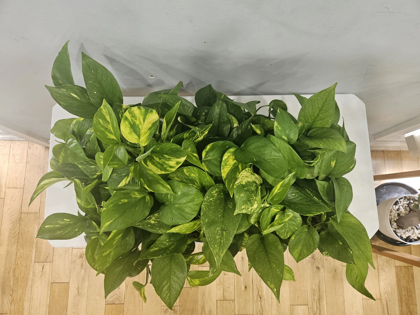 Golden Pothos ( Money Plant)  $6 each pot - photo 2