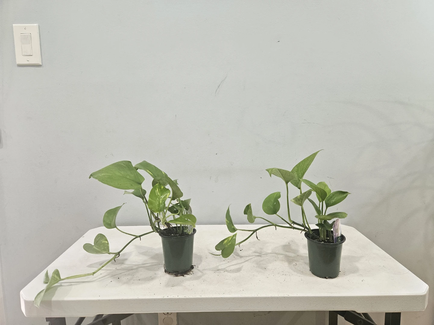 Golden Pothos ( Money Plant)  $6 each pot - photo 4