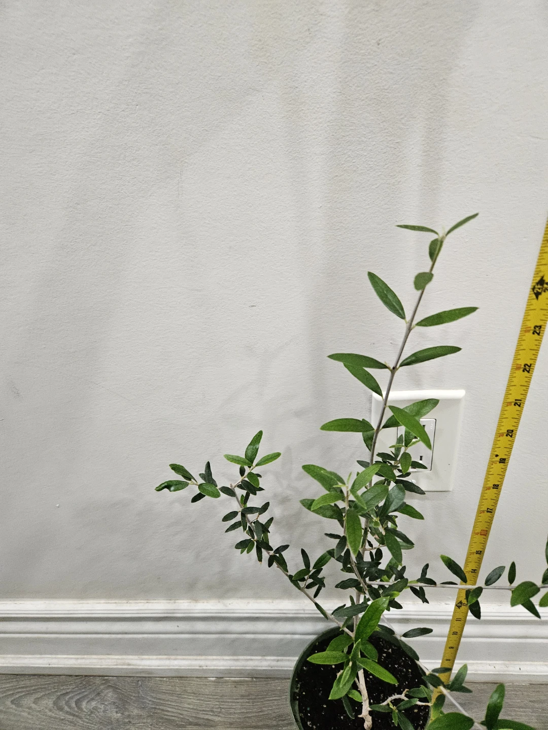 Young Olive Tree Plant