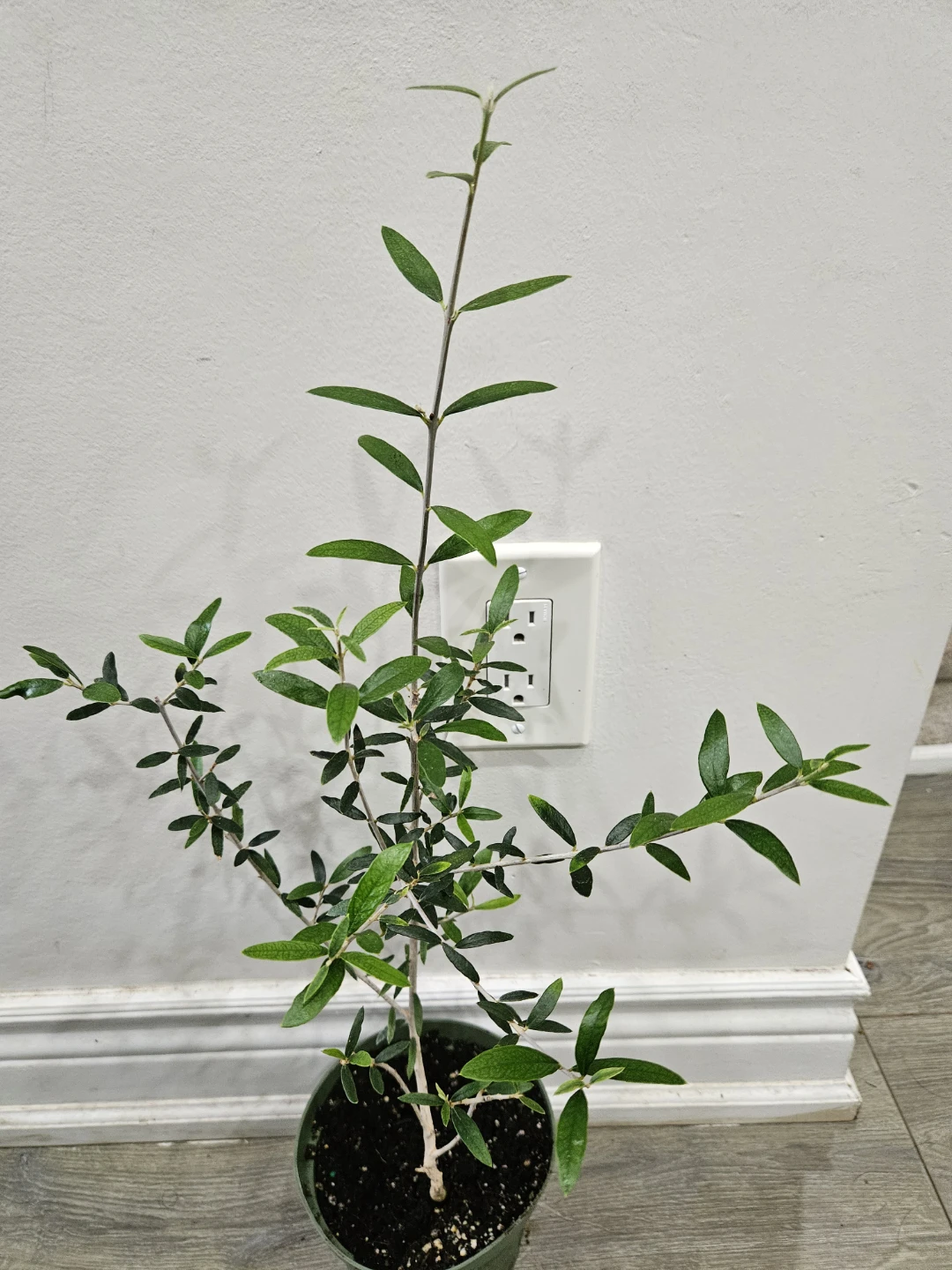 Young Olive Tree Plant - photo 2